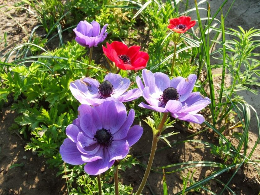 2012_fl primavara_34 - 2012_03_Flori de primavara