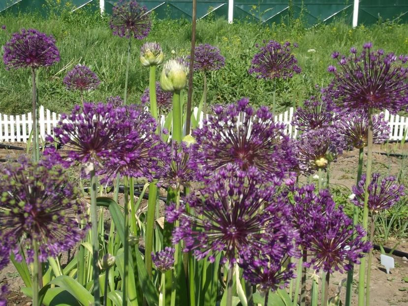 2012_fl primavara_36 - 2012_03_Flori de primavara