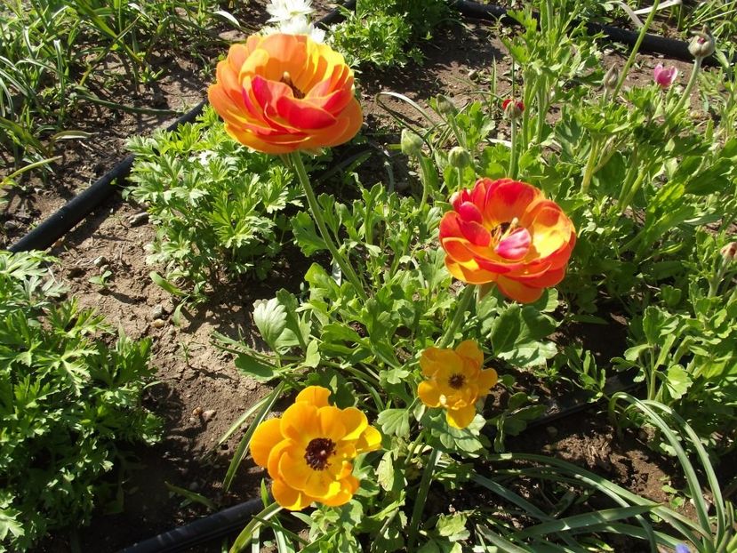 2012_fl primavara_37 - 2012_03_Flori de primavara