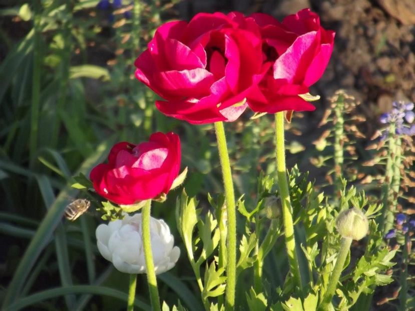 2012_fl primavara_38 - 2012_03_Flori de primavara