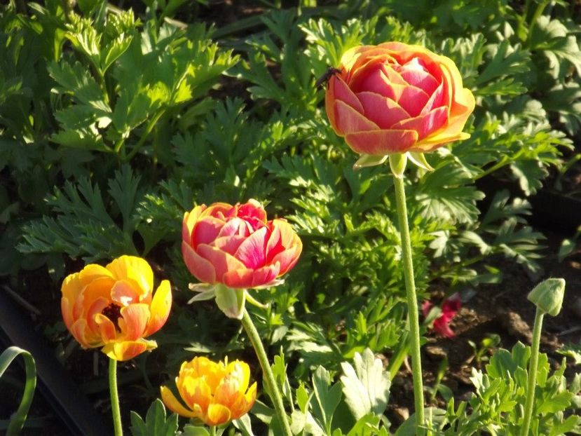 2012_fl primavara_39 - 2012_03_Flori de primavara