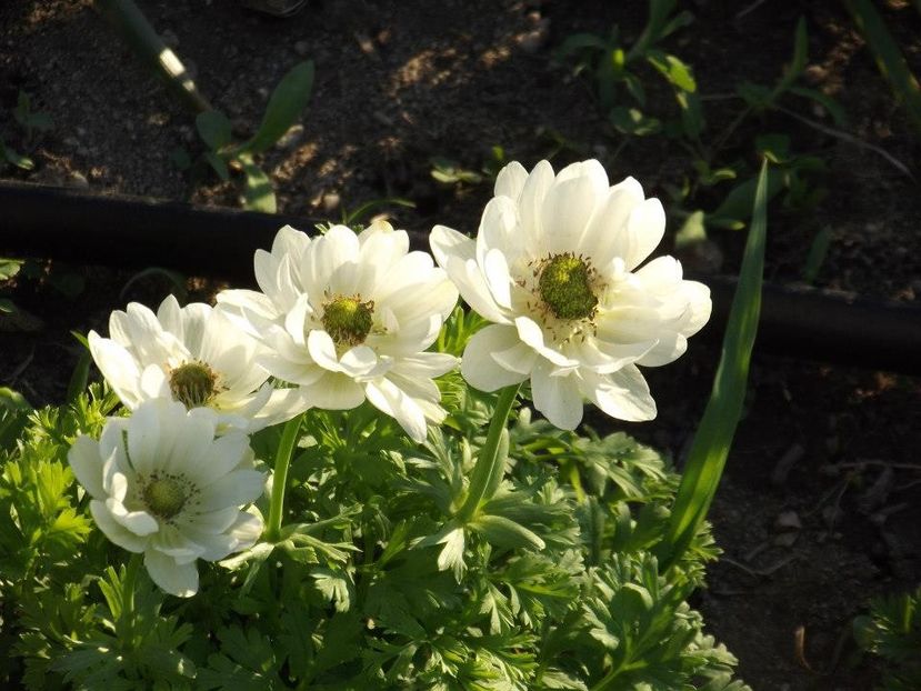 2012_fl primavara_40 - 2012_03_Flori de primavara