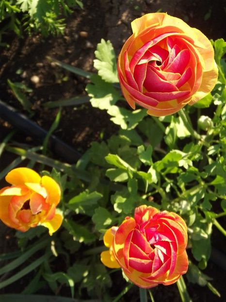 2012_fl primavara_41 - 2012_03_Flori de primavara