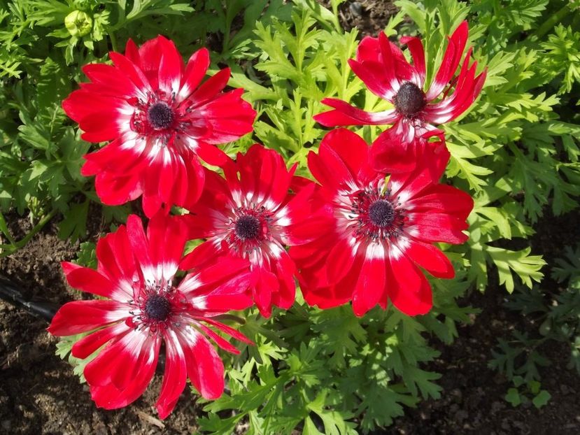 2012_fl primavara_43 - 2012_03_Flori de primavara