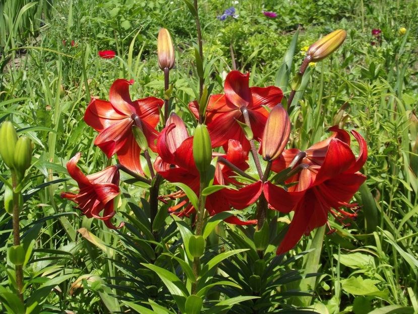 2012_crini_14 - 2012_04_Crini