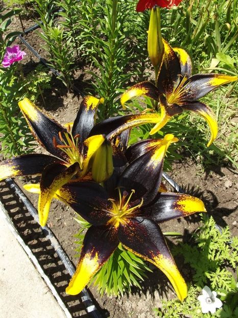 2012_crini_15 - 2012_04_Crini