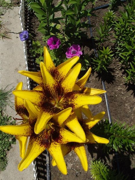 2012_crini_16 - 2012_04_Crini