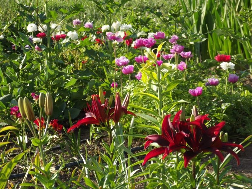 2012_crini_17 - 2012_04_Crini