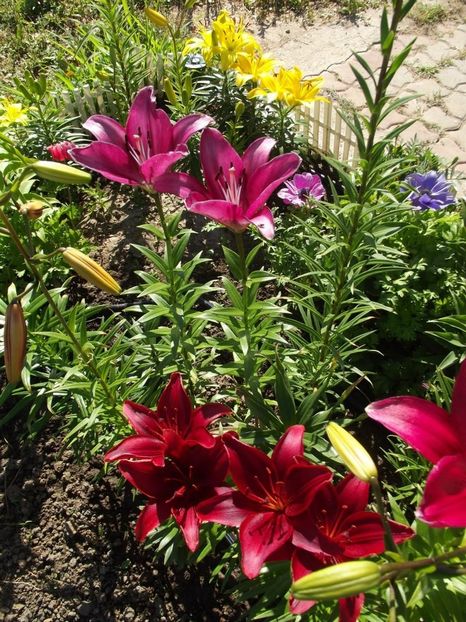 2012_crini_19 - 2012_04_Crini