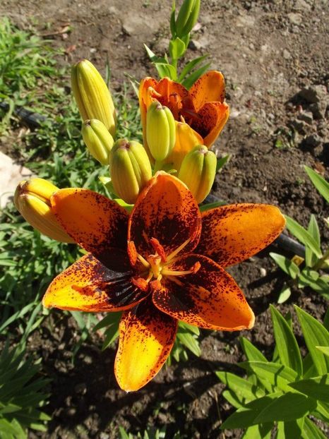 2012_crini_20 - 2012_04_Crini