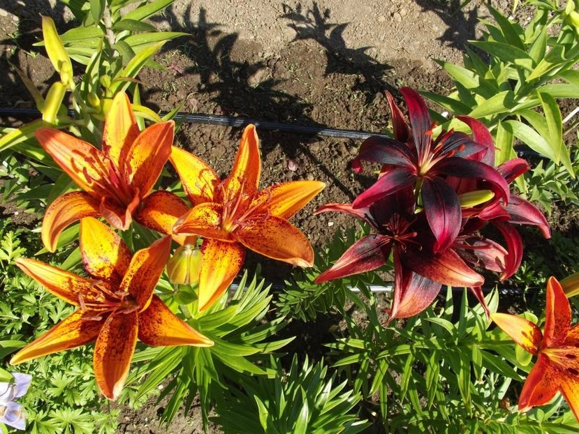 2012_crini_22 - 2012_04_Crini