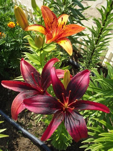 2012_crini_23 - 2012_04_Crini