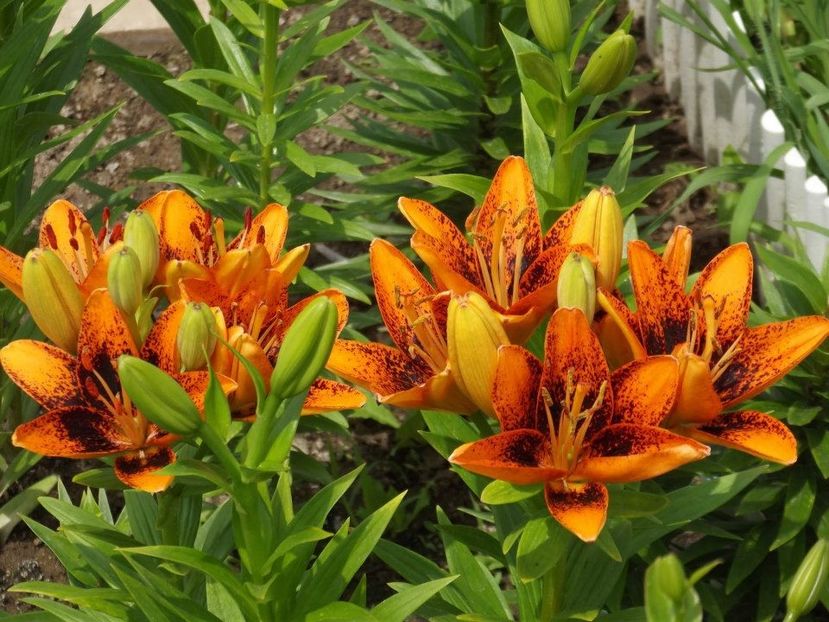 2012_crini_24 - 2012_04_Crini