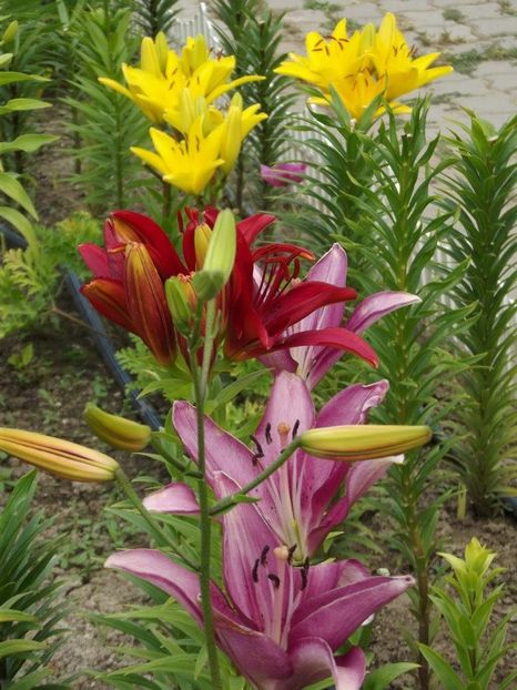 2012_crini_27 - 2012_04_Crini