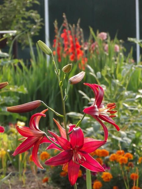 2012_crini_30 - 2012_04_Crini