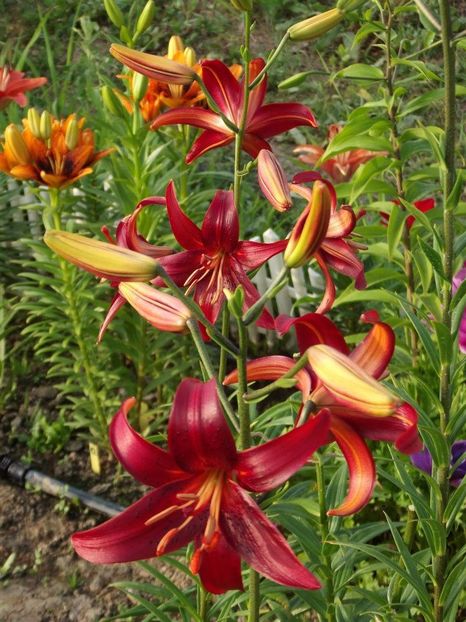 2012_crini_31 - 2012_04_Crini