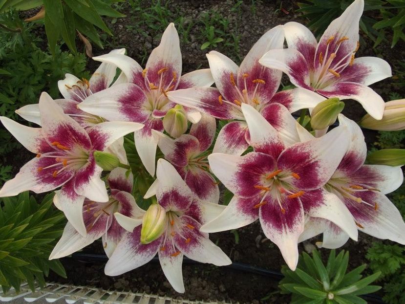 2012_crini_32 - 2012_04_Crini