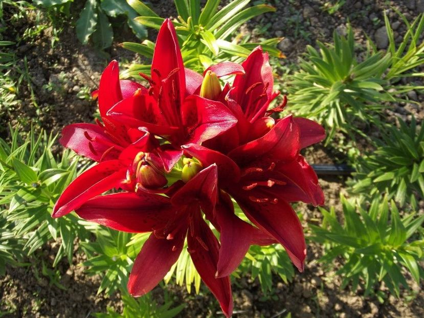 2012_crini_33 - 2012_04_Crini