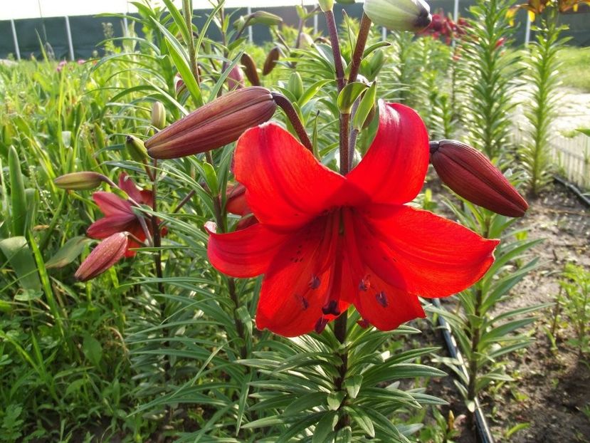 2012_crini_37 - 2012_04_Crini