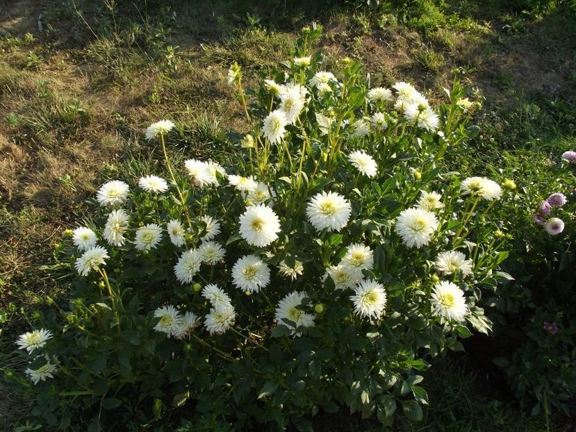 2012_dalii_27 - 2012_05_Dalii
