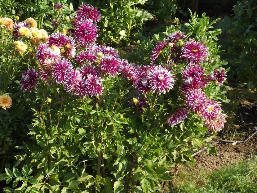 2012_dalii_72 - 2012_05_Dalii