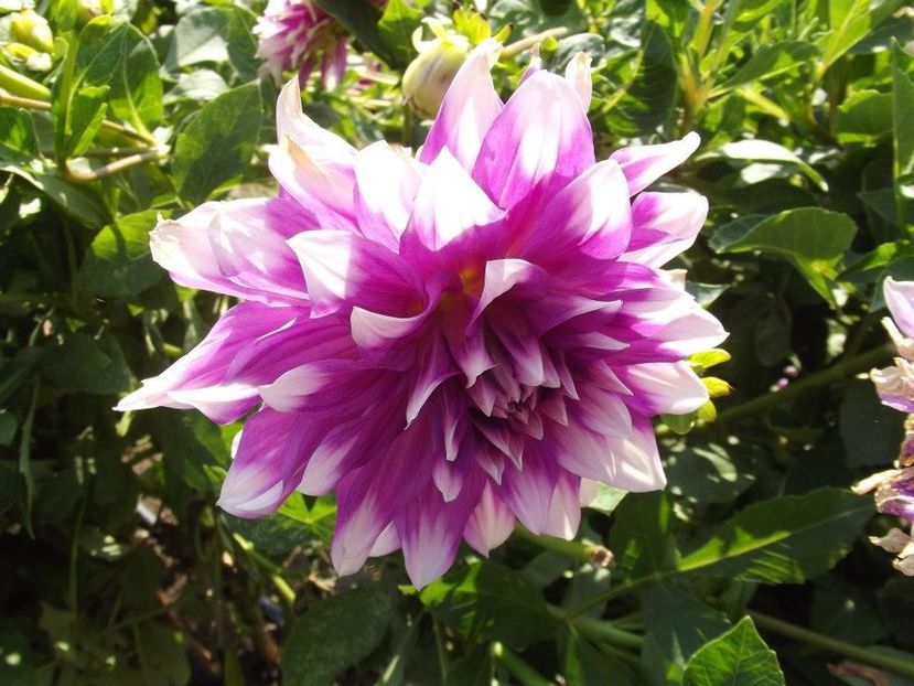 2012_dalii_84 - 2012_05_Dalii