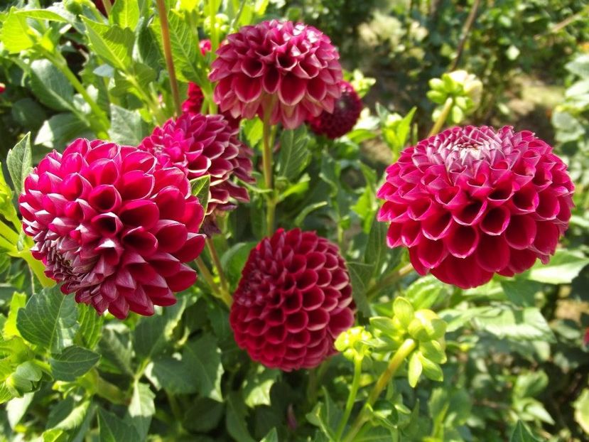 2012_dalii_87 - 2012_05_Dalii