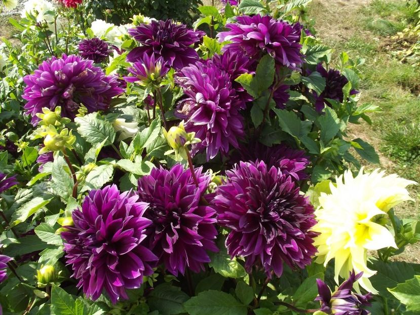 2012_dalii_90 - 2012_05_Dalii