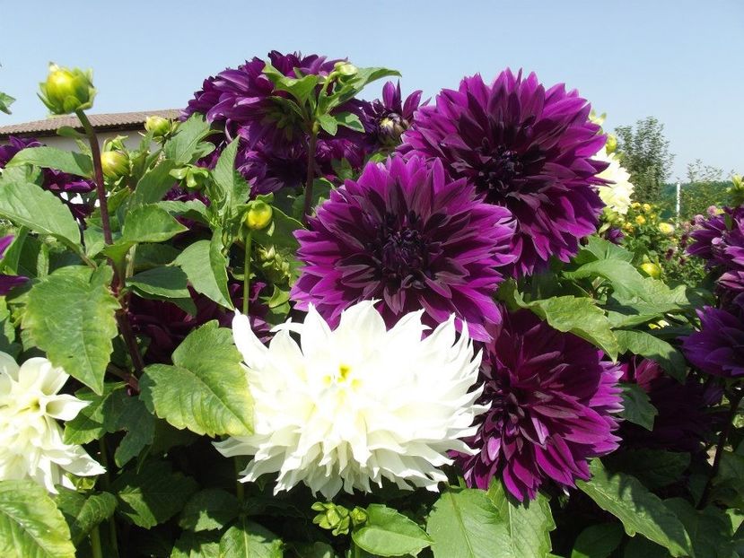 2012_dalii_91 - 2012_05_Dalii
