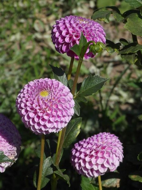 2012_dalii_154 - 2012_05_Dalii