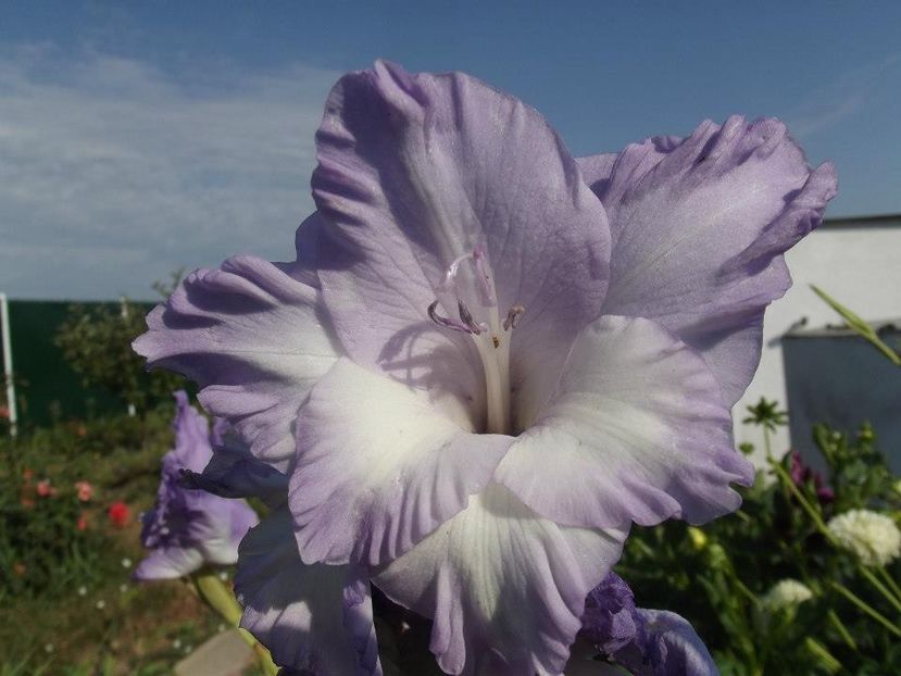 2012_gladiole_2 - 2012_06_Gladiole