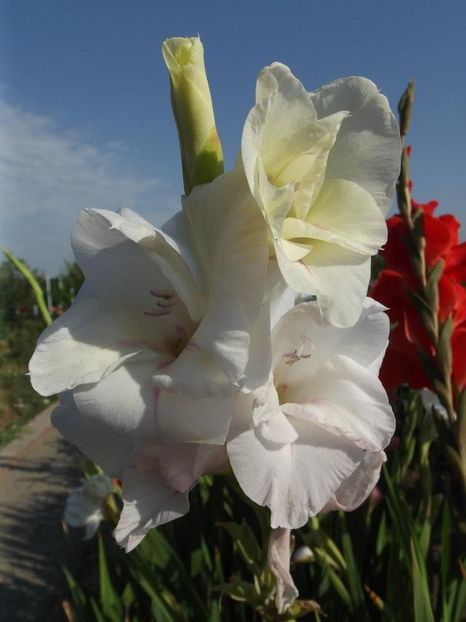 2012_gladiole_9 - 2012_06_Gladiole