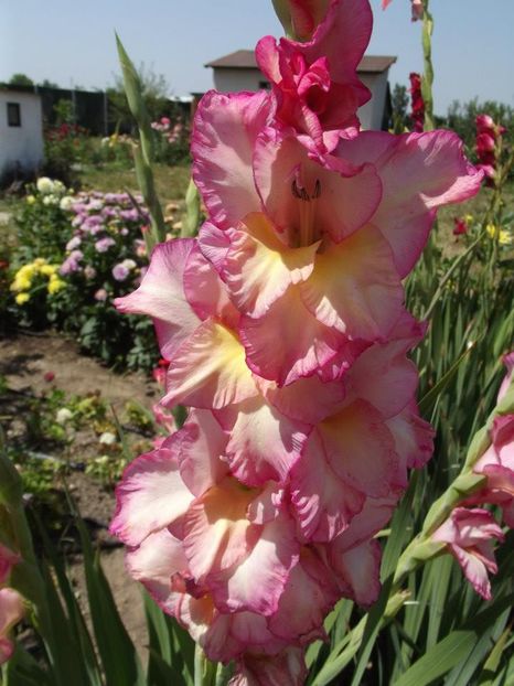 2012_gladiole_13 - 2012_06_Gladiole