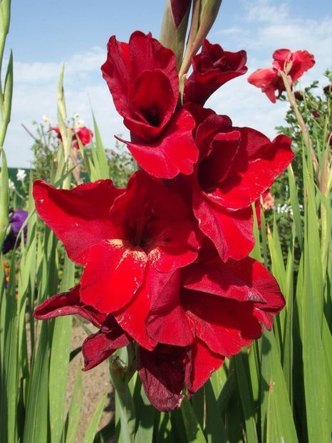 2012_gladiole_16 - 2012_06_Gladiole