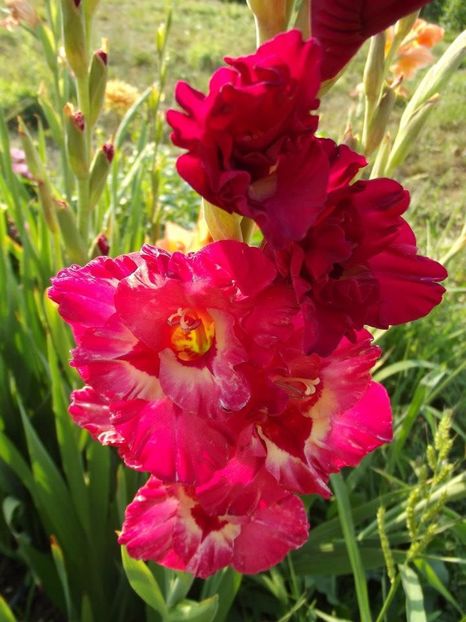 2012_gladiole_19 - 2012_06_Gladiole