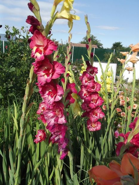 2012_gladiole_21 - 2012_06_Gladiole