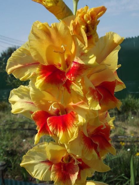 2012_gladiole_22 - 2012_06_Gladiole