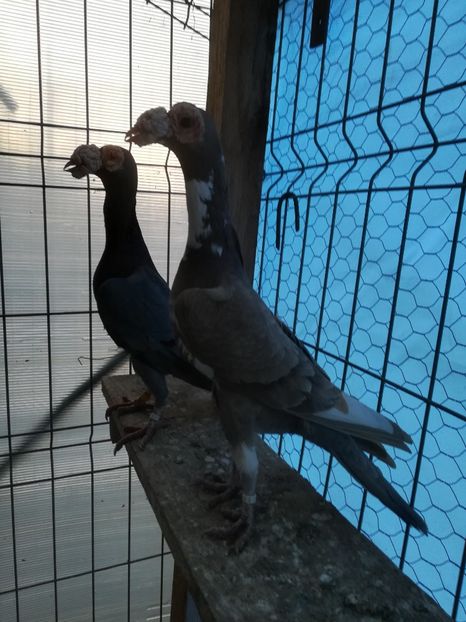 PERECHE..2015 - INSTANTANEE KARRIER