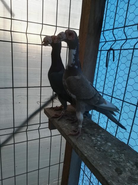 PT.2018 - INSTANTANEE KARRIER