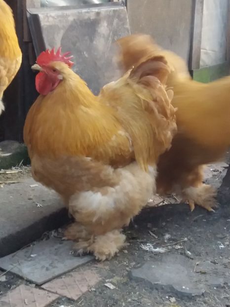  - De vanzare 2018