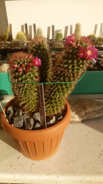 09.02.2018 - Mammillaria backebergiana