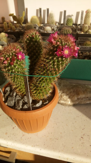 09.02.2018 - Mammillaria backebergiana