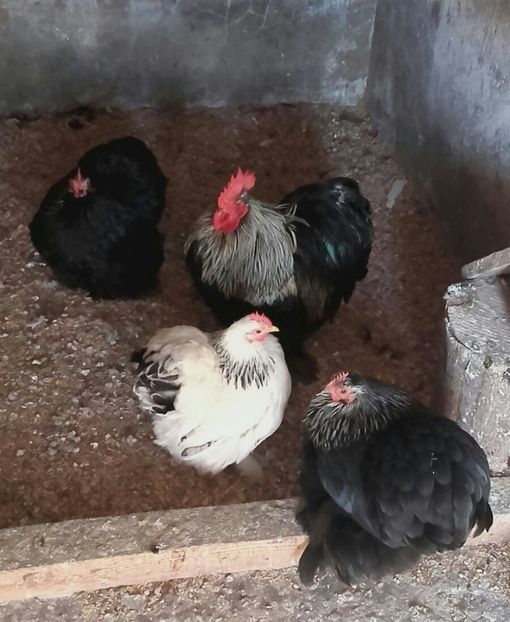 IMG-20180209-WA0087-1 - Gainusi cochinchina