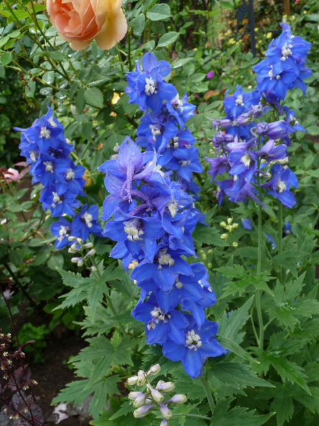  - Delphinium