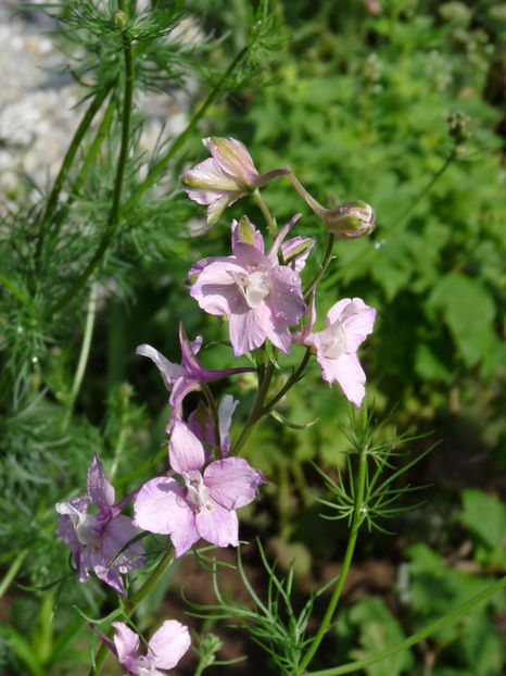  - Delphinium