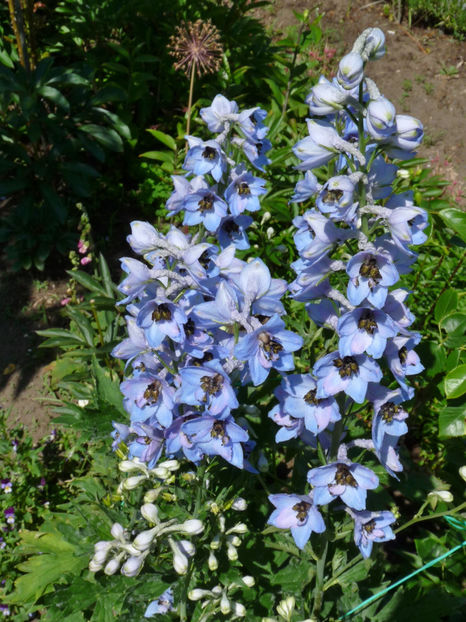  - Delphinium