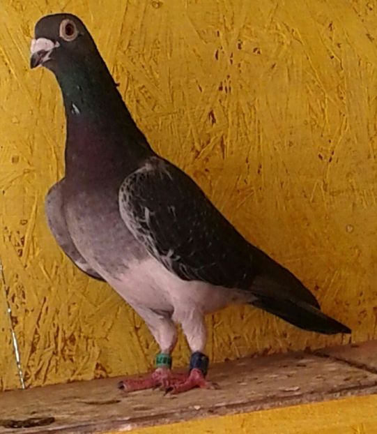 M Stikelbaut 2011 orig Frații Matei . - Compartimentul de Matca 2018