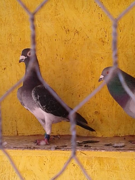  - Compartimentul de Matca 2018