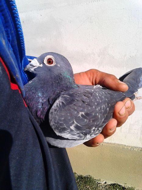  - Compartimentul de Matca 2018