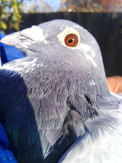  - Compartimentul de Matca 2018